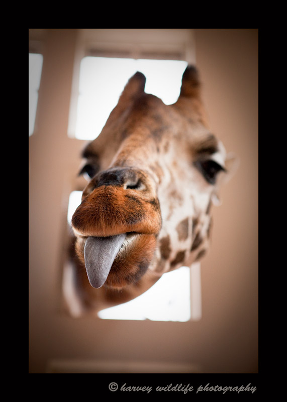 Breakfast at the Giraffe Manor in Nairobi, Kenya. The name of this Giraffe was the beloved Lynne of Giraffe Manor.