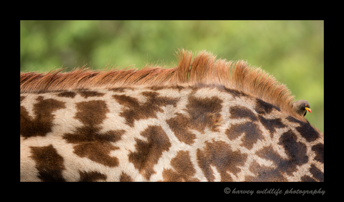 Picture of an ox pecker on a giraffe in Masai Mara National Park. Photo by Harvey Wildlife Photography.
