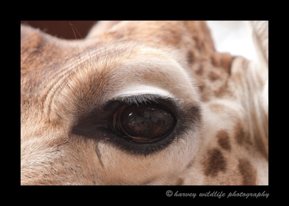 If you look into the eye of the giraffe (Kelly) you will see the reflection of the Giraffe Manor.