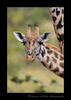 Picture of a giraffe in the Masai Mara, within Kenya.