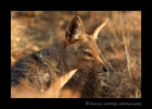 This black backed jackal looked great in the glow of the early morning light in the Ngorongoro Crater.