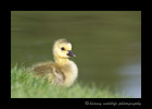 Spring is a great time to photograph gosslings at Hawrelak Park in Edmonton, Alberta.