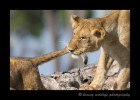Photo of two lion cubs playing on a fig tree in Masai Mara, Kenya