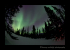Green and magenta aurora borealis in a forest in Wapusk National Park, 2015.