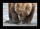 Grizzly Bear Clamming