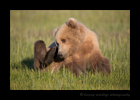 Brown Bear Itch