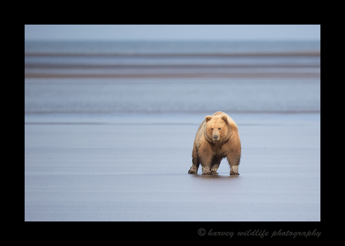 Female Grizzly Bear at Low Tide