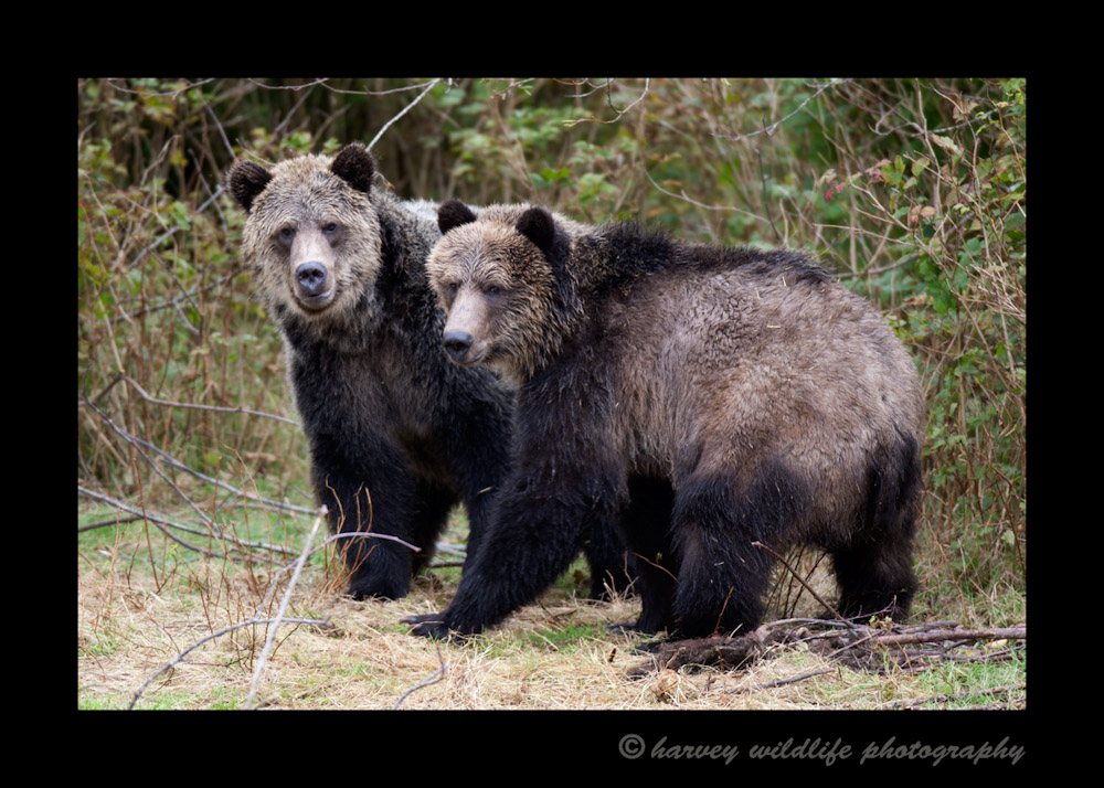 These big male grizzly bears take a break from fighting and briefly out the photographer. Luckily I was in a tree stand out of their reach.