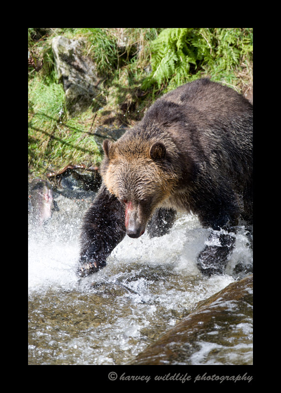A grizzly bear chasing a fish during the salmon run.
