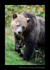 This grizzly walked over to a tree and beat it up. I think she was showing off how tough she was to intimidate the other bears so they would leave her alone.