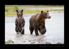 Grizzly Mom and Cub in Katmai National Park