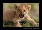 This cub is part of the famous Marsh Pride in the Masai Mara. This picture shows him letting out a baby roar.