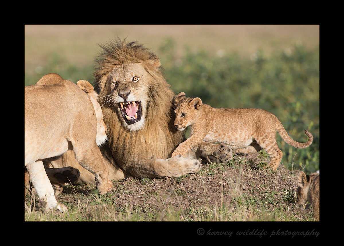 Grumpy-Male-Lion-and-Lioness-and-cub