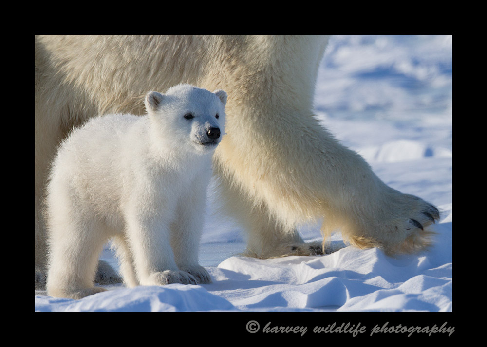 This image show puts into persoepective how much larger the mother polar bear is than her three month old polar bear cubs.