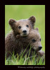 This dominant brown bear cub uses his sibling as a pillow.