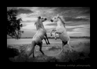 Picture of Camargue horses sparring in Southern France in black and white. Photo by Greg of Harvey Wildlife Photography.