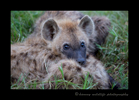 Picture of a hyena pup in Masai Mara National Park, Kenya. Photo by Greg of Harvey Wildlife Photography.