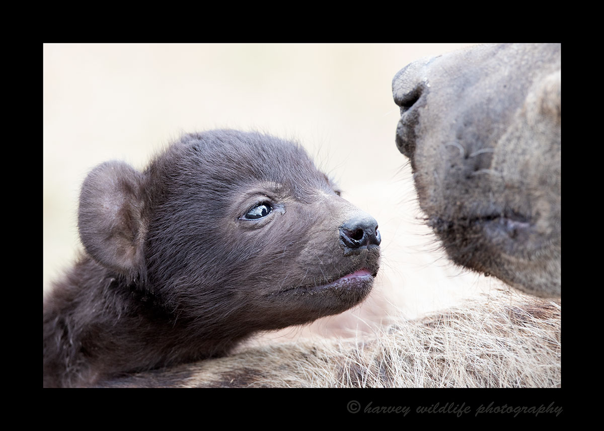 Hyena cub and mom, Masai Mara, HW Safaris