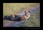 Picture of hyenas nursing in masai mara national reserve. Photo by Harvey Wildlife Photography.
