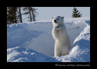 Polar bear poses for photographs.