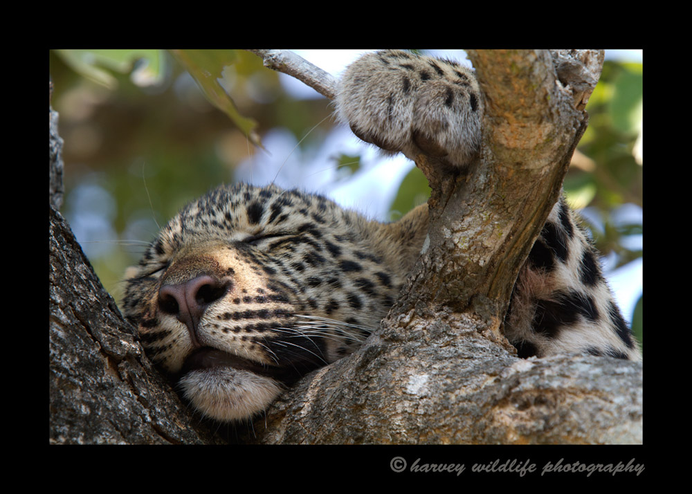 Four Month Old Leopard CubSleeping in a tree after being scared by elephants. Pretty stressful for a little guy, so he needed a little nap.Kikilezi female's four month old son. August, 2012