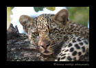 Four Month Old Leopard CubKikilezi female's four month old son. August, 2012