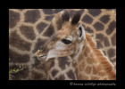 This is a southern giraffe baby in South Africa.