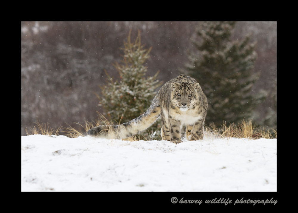 This snow leopard is a wildlife model living in Montana, USA.