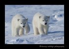 Polar bear cubs in Wapusk National Park.