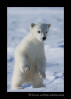 Photograph of a polar bear cub standing up.