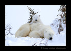 Picture of a polar bear cub relaxing on Mom