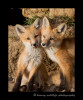 These two fox kits look like they're posing for a picture.