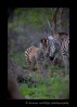 Zebras in South Africa are quite skittish. These zebras were well into the bush when I photographed them.