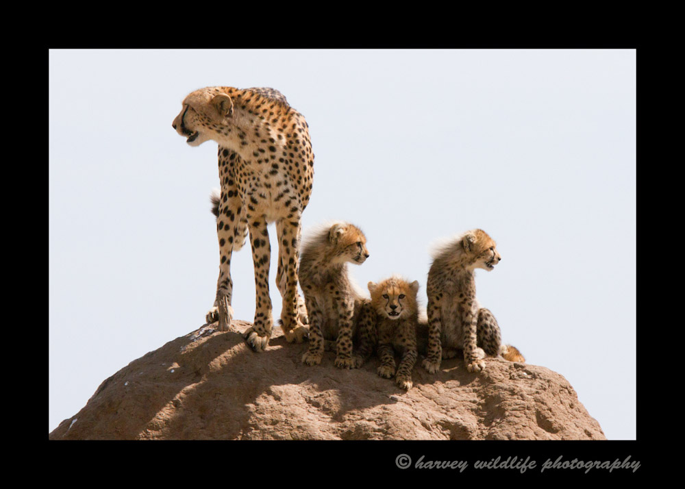 Our guide knew we wanted to see cheetah cubs and knew of a mom and four cubs that were located in the South Mara area. On a hope and a prayer we drove 45 minutes to see if we could find them. 30 minutes after arriving there we found the family. The long shot paid off and we had some really great sightings.