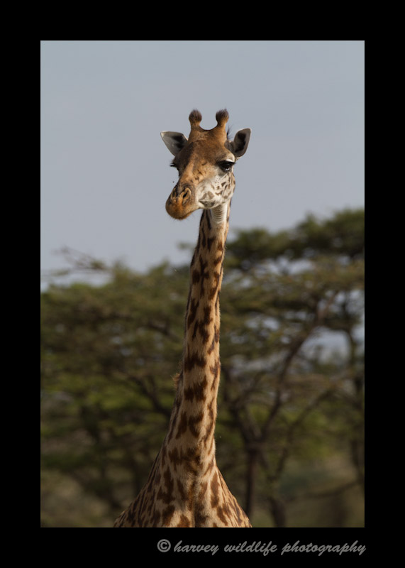 Masai giraffe in Olare Oruk Conservancy. August, 2012.