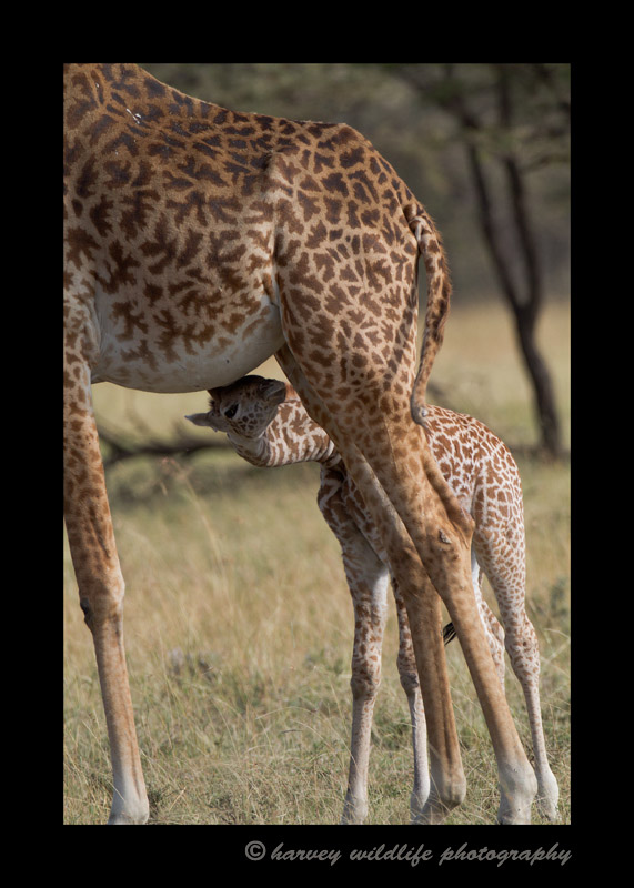 Mother giraffes are not the most maternal of all the animals and they often leave their babies behind to fend for themselves. That's why it was a rare moment as I managed to capture a quick nursing moment before mom ran away.