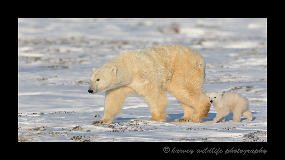 Ice bear family walking along the tundra in Wapusk National Park