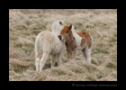 Picture of Icelandic foals scratching one another.