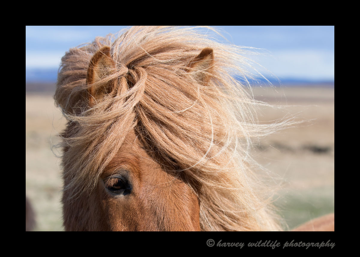 Picture of an Icelandic horses mane.