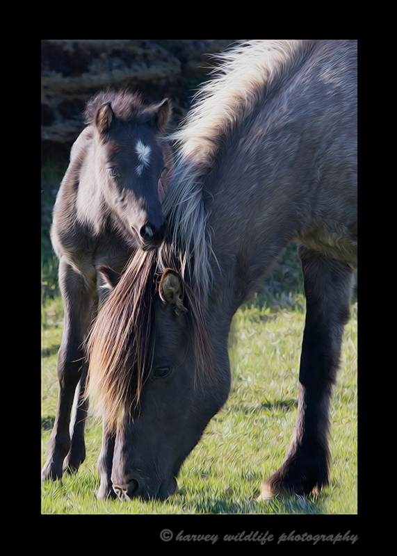 Picture of an Icelandic mare and her foal. This photograph was edited to resemble an oil painting.