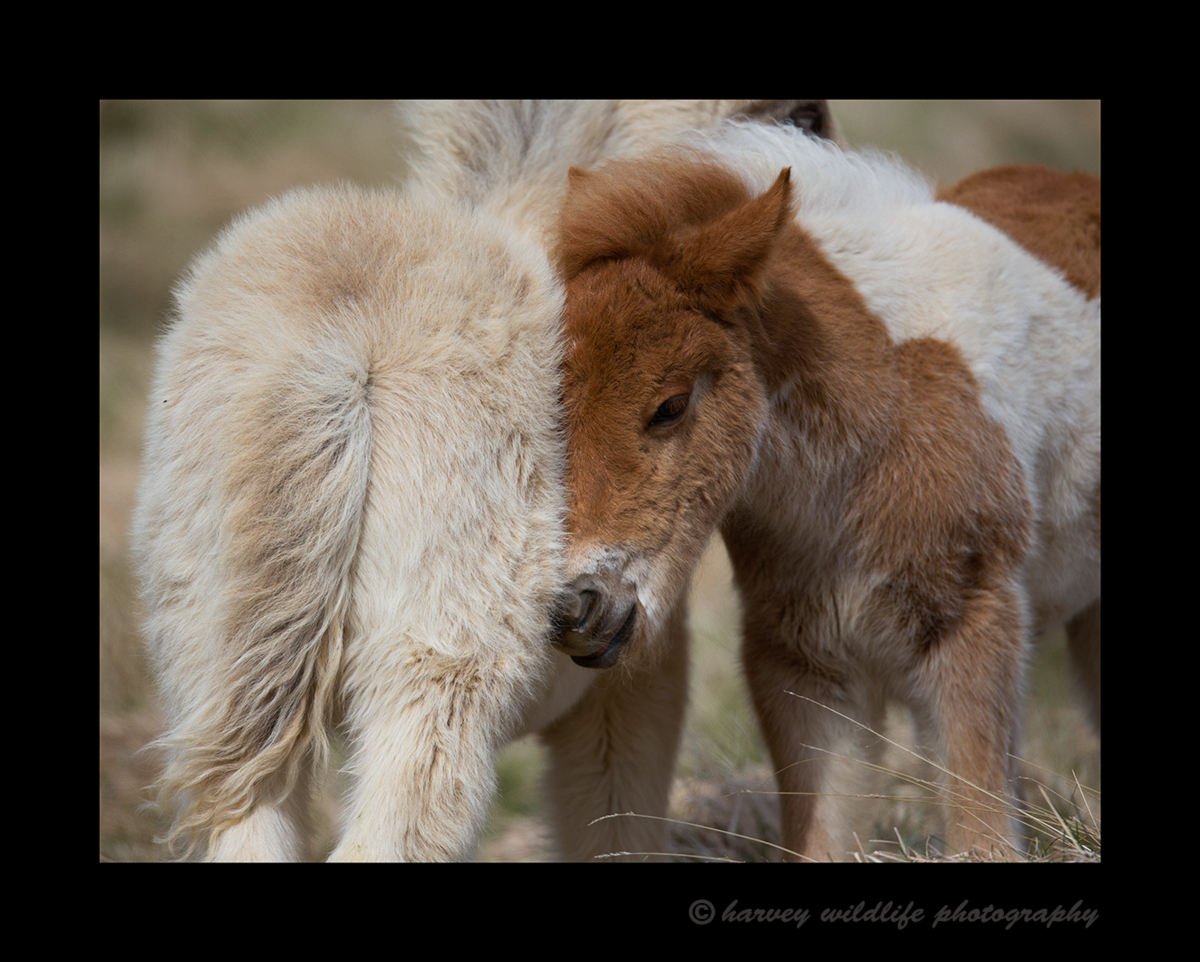 Picture of two icelandic horse foals snuggling in a field in Iceland.