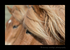 Icelandic_horses