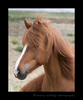 Photo of an iceland horse profile. 