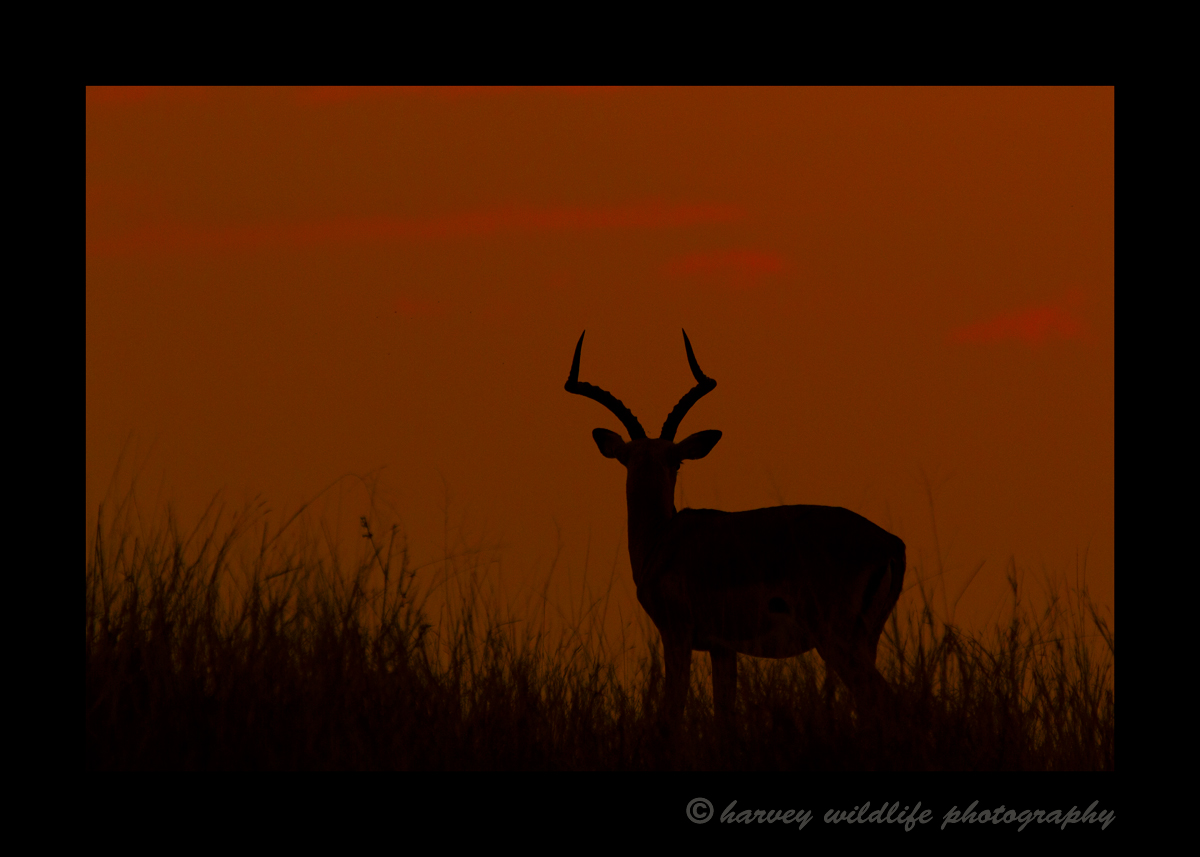 Impala_Sunset