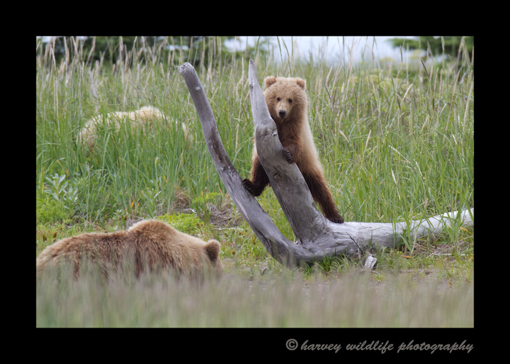 This impatient cub ran ahead of mommy, then lost her in the tall grass, so climbed this dead tree for a better vantaget point.
