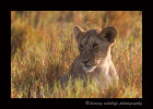 This is one of the lion cubs from the famous Marsh pride. This cub is about six months old in this picture.