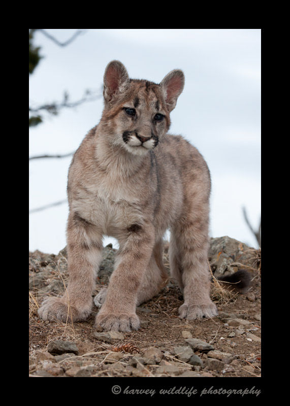 This mountain lion cub is a wildlife model in Montana.