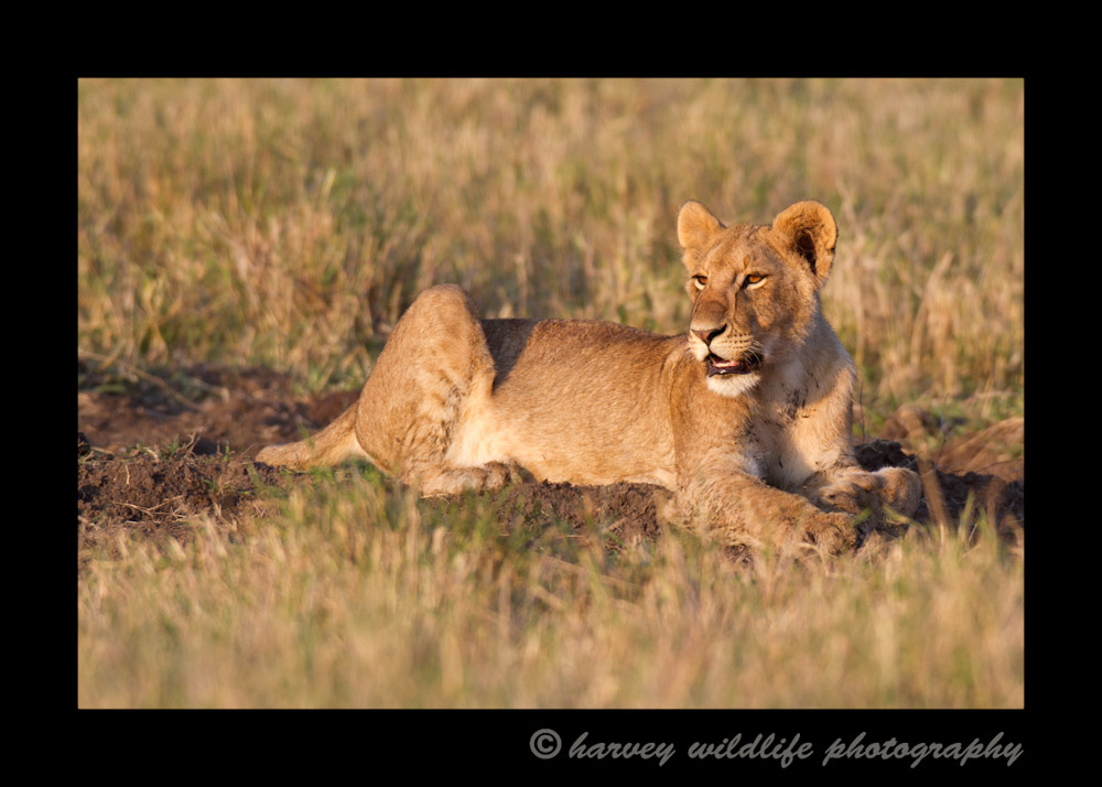 Juvenile lion from the Marsh Pride in the Masai Mara, Kenya
