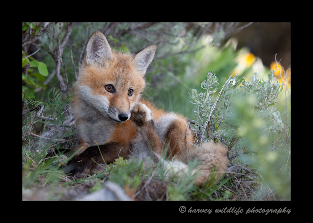 Juvenile_fox