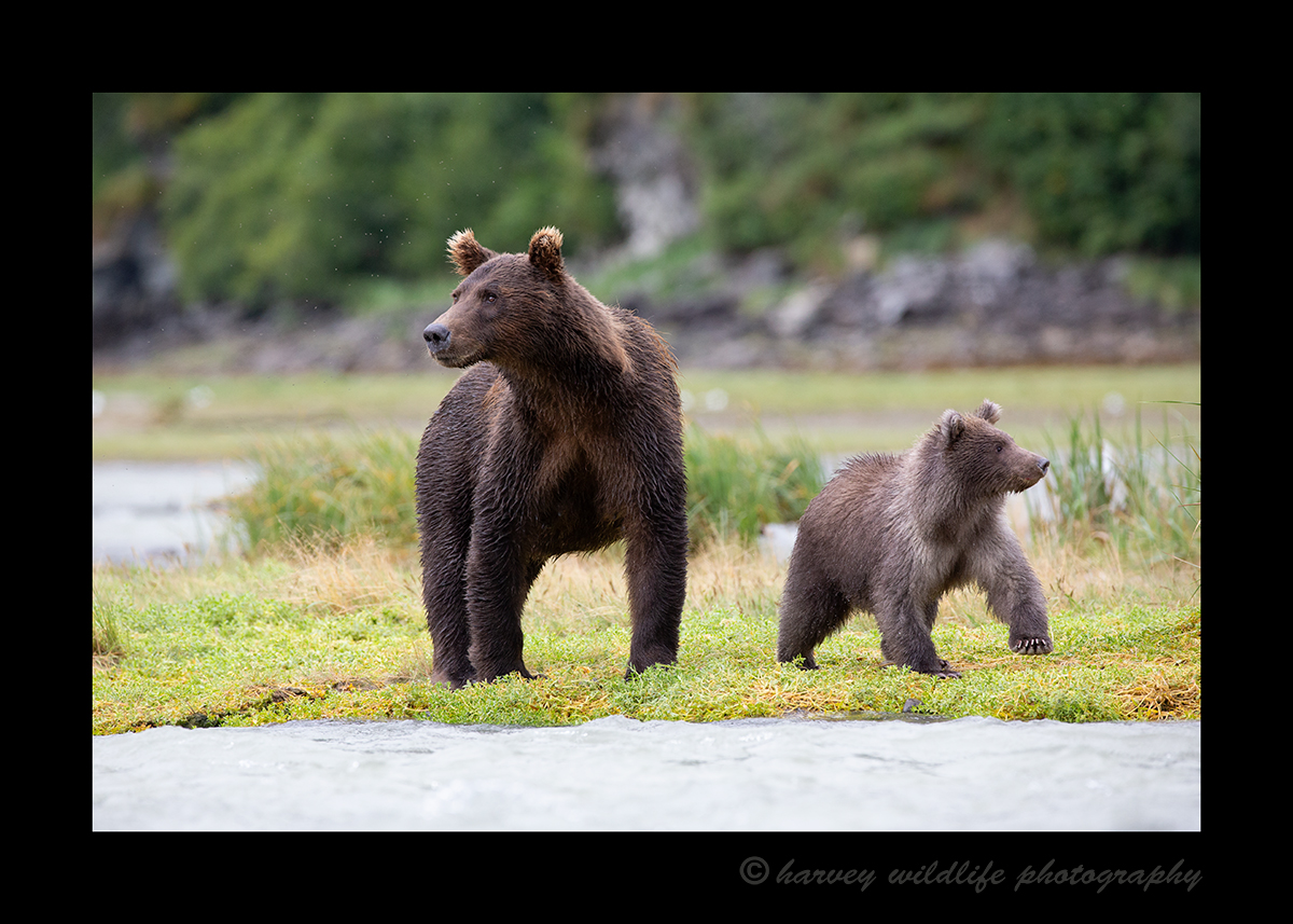 Brown Bear Mom and Cub, Katmai, Alaska